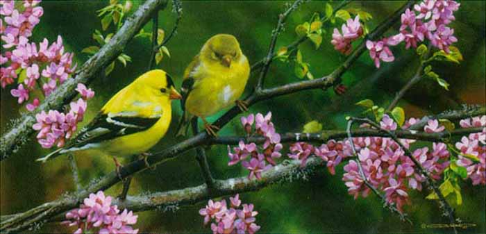 (image for) Handmade oil painting Copy paintings of famous artists Carl Brenders Paintings Gleam of Gold-Goldfinch - Click Image to Close